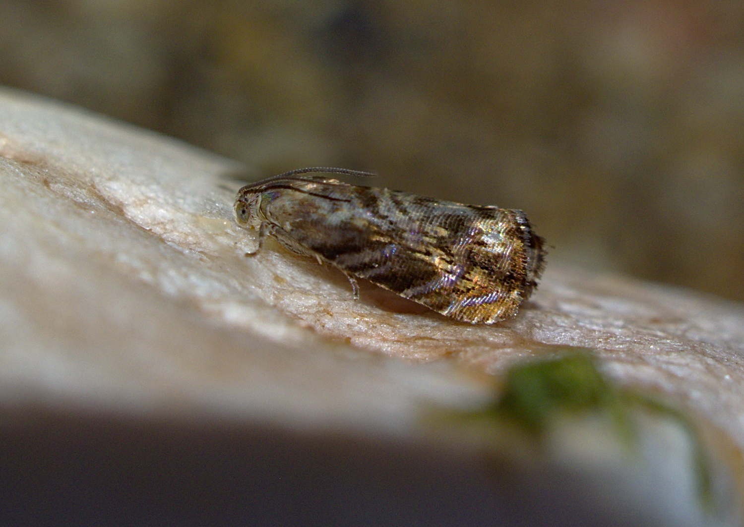 Resting on a meadow mushroom I ate later_20200902.jpg
